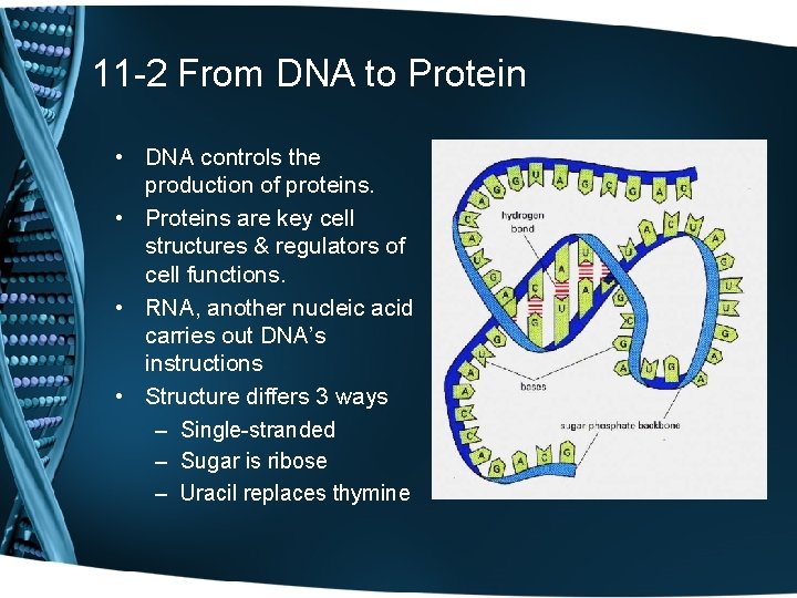 11 -2 From DNA to Protein • DNA controls the production of proteins. •