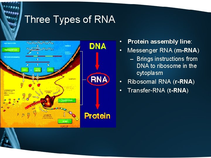 Three Types of RNA • Protein assembly line: • Messenger RNA (m-RNA) – Brings
