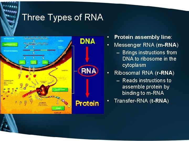 Three Types of RNA • Protein assembly line: • Messenger RNA (m-RNA) – Brings