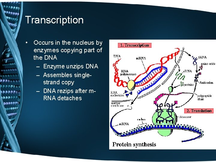 Transcription • Occurs in the nucleus by enzymes copying part of the DNA –