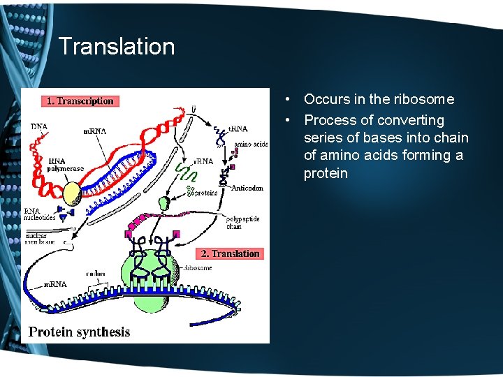 Translation • Occurs in the ribosome • Process of converting series of bases into