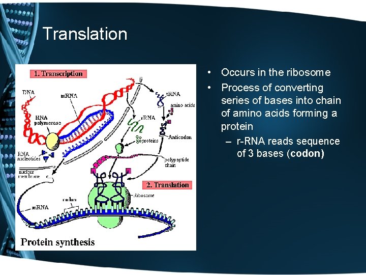 Translation • Occurs in the ribosome • Process of converting series of bases into