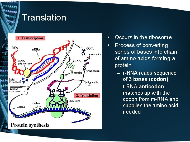 Translation • Occurs in the ribosome • Process of converting series of bases into