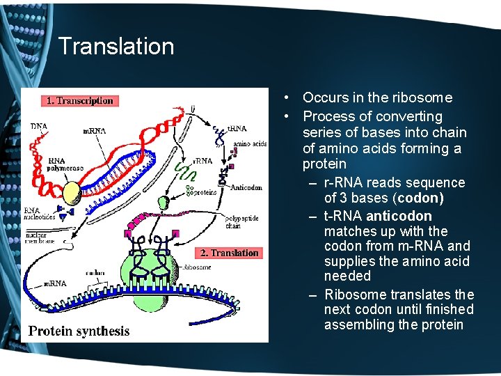 Translation • Occurs in the ribosome • Process of converting series of bases into