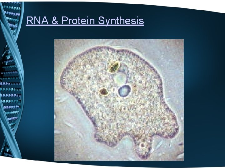 RNA & Protein Synthesis 