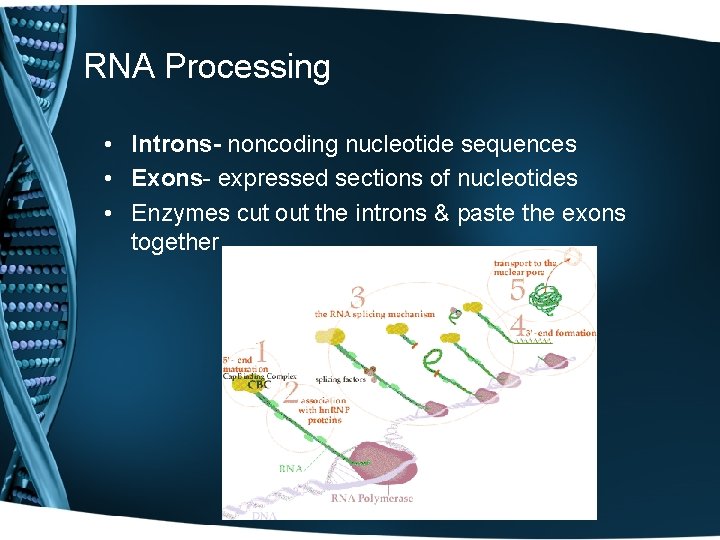 RNA Processing • Introns- noncoding nucleotide sequences • Exons- expressed sections of nucleotides •