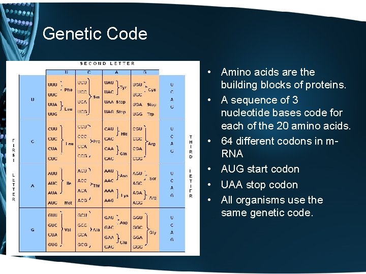 Genetic Code • Amino acids are the building blocks of proteins. • A sequence