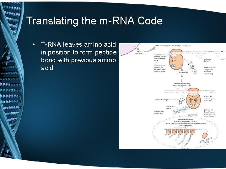 Translating the m-RNA Code • T-RNA leaves amino acid in position to form peptide