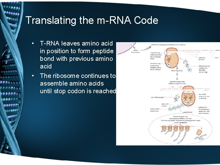 Translating the m-RNA Code • T-RNA leaves amino acid in position to form peptide
