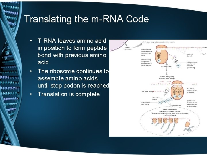 Translating the m-RNA Code • T-RNA leaves amino acid in position to form peptide