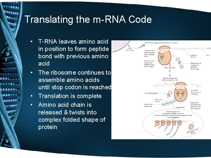 Translating the m-RNA Code • T-RNA leaves amino acid in position to form peptide