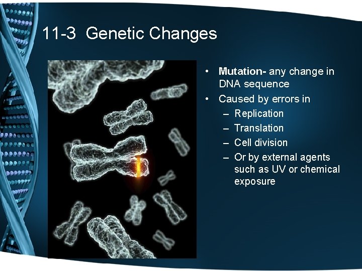 11 -3 Genetic Changes • Mutation- any change in DNA sequence • Caused by