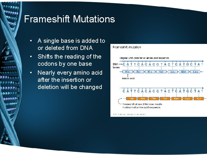 Frameshift Mutations • A single base is added to or deleted from DNA •