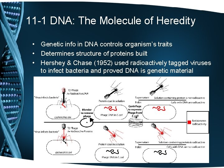 11 -1 DNA: The Molecule of Heredity • Genetic info in DNA controls organism’s