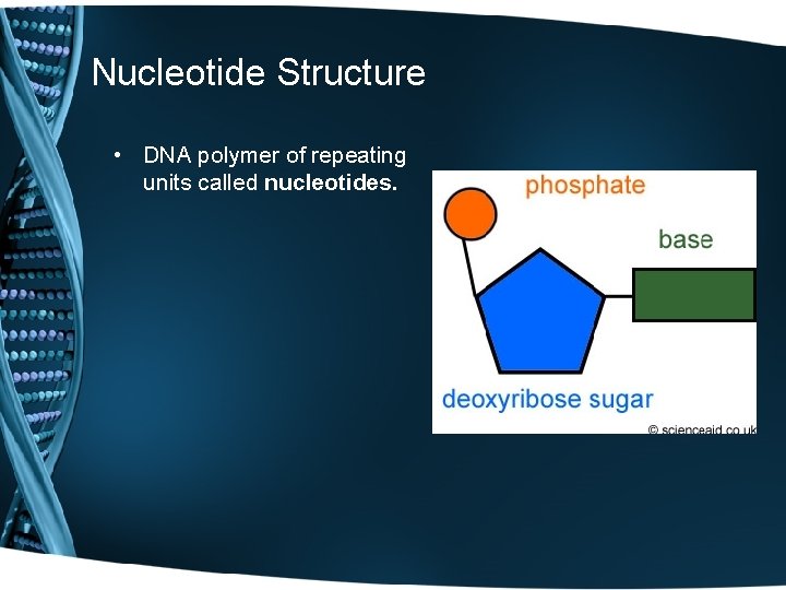 Nucleotide Structure • DNA polymer of repeating units called nucleotides. 