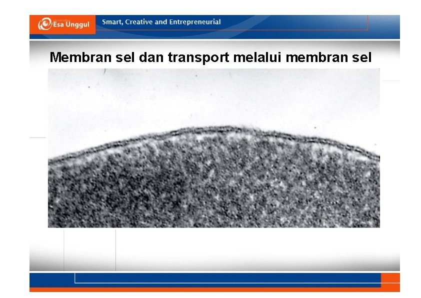 Membran sel dan transport melalui membran sel 