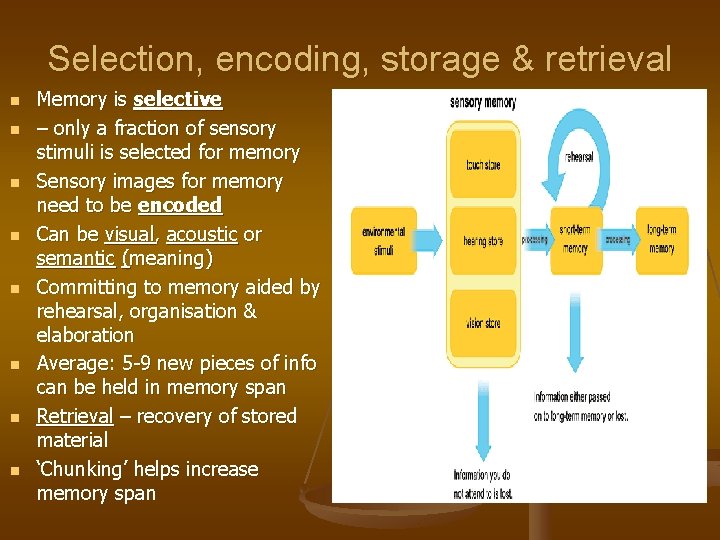 Selection, encoding, storage & retrieval n n n n Memory is selective – only