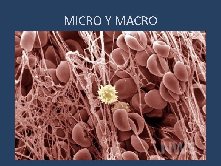 MICRO Y MACRO 