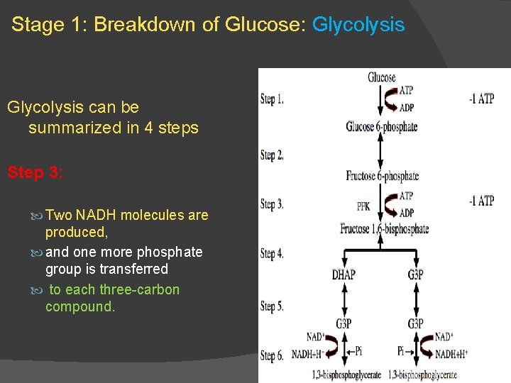 Stage 1: Breakdown of Glucose: Glycolysis can be summarized in 4 steps Step 3: