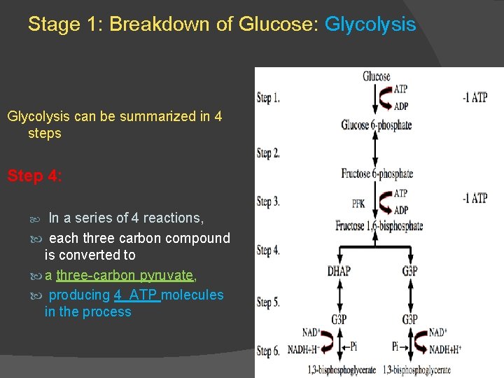 Stage 1: Breakdown of Glucose: Glycolysis can be summarized in 4 steps Step 4: