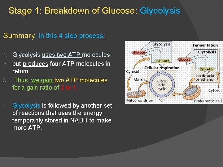 Stage 1: Breakdown of Glucose: Glycolysis Summary: In this 4 step process: Glycolysis uses
