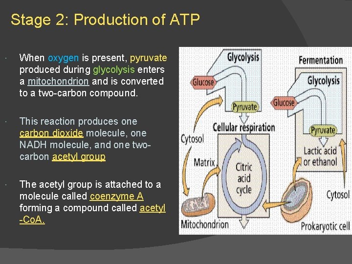 Stage 2: Production of ATP When oxygen is present, pyruvate produced during glycolysis enters