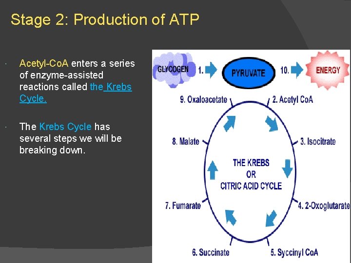 Stage 2: Production of ATP Acetyl-Co. A enters a series of enzyme-assisted reactions called