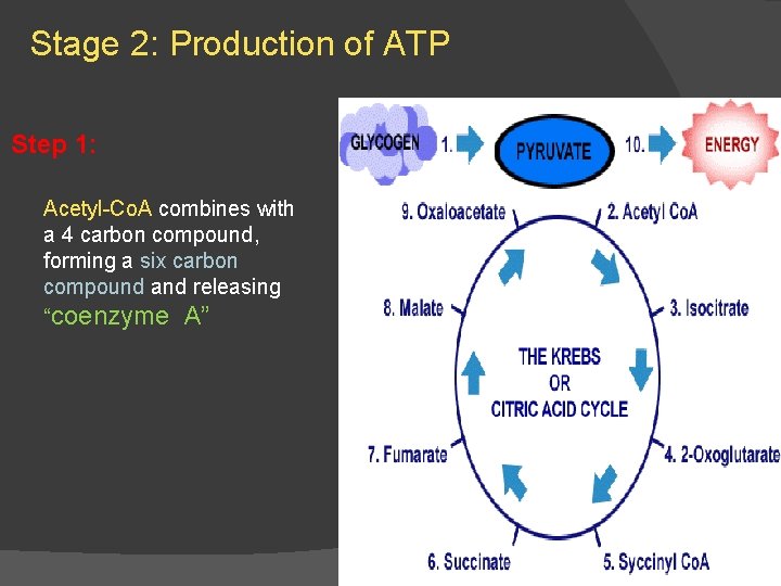 Stage 2: Production of ATP Step 1: Acetyl-Co. A combines with a 4 carbon