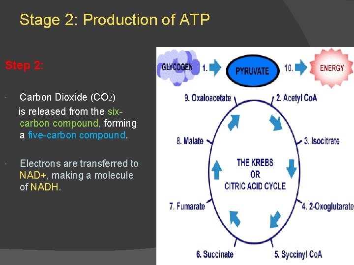 Stage 2: Production of ATP Step 2: Carbon Dioxide (CO 2) is released from