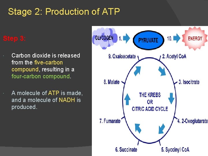 Stage 2: Production of ATP Step 3: Carbon dioxide is released from the five-carbon