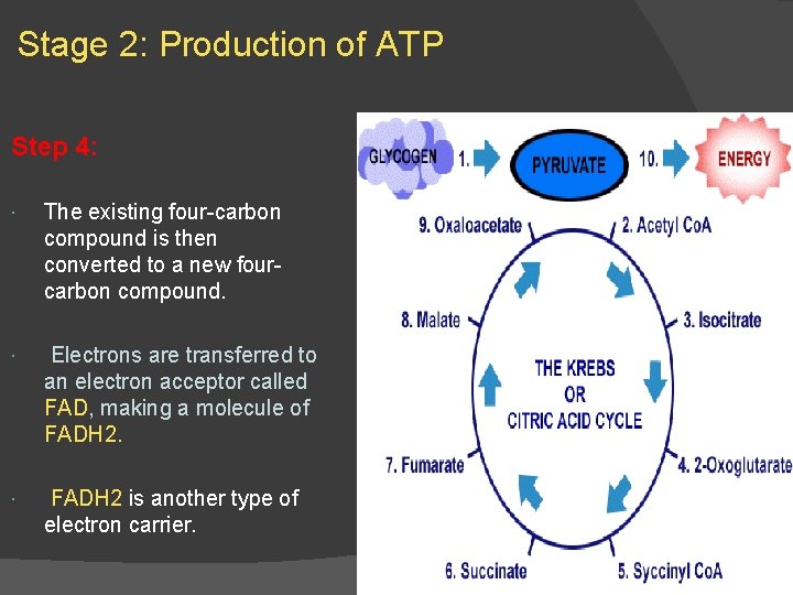 Stage 2: Production of ATP Step 4: The existing four-carbon compound is then converted