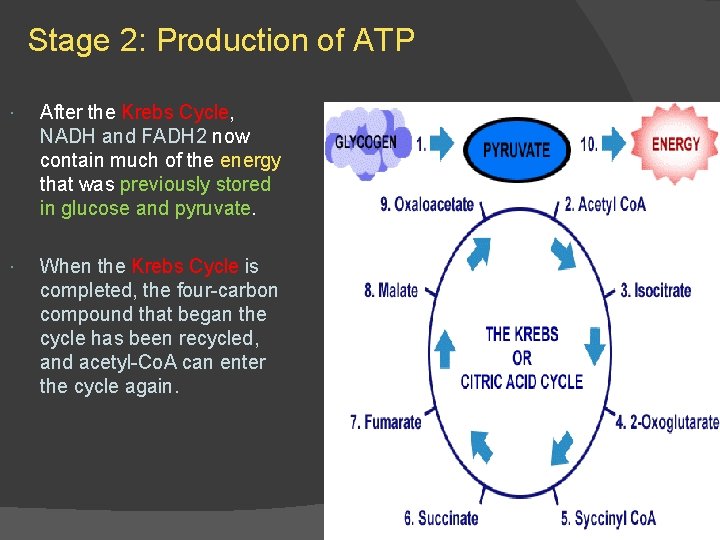 Stage 2: Production of ATP After the Krebs Cycle, NADH and FADH 2 now