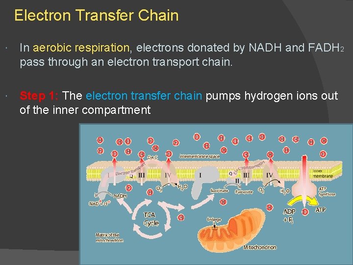 Electron Transfer Chain In aerobic respiration, electrons donated by NADH and FADH 2 pass