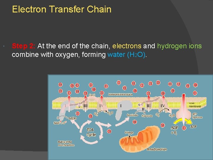 Electron Transfer Chain Step 2: At the end of the chain, electrons and hydrogen