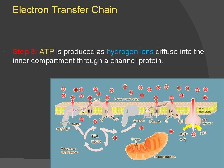Electron Transfer Chain Step 3: ATP is produced as hydrogen ions diffuse into the