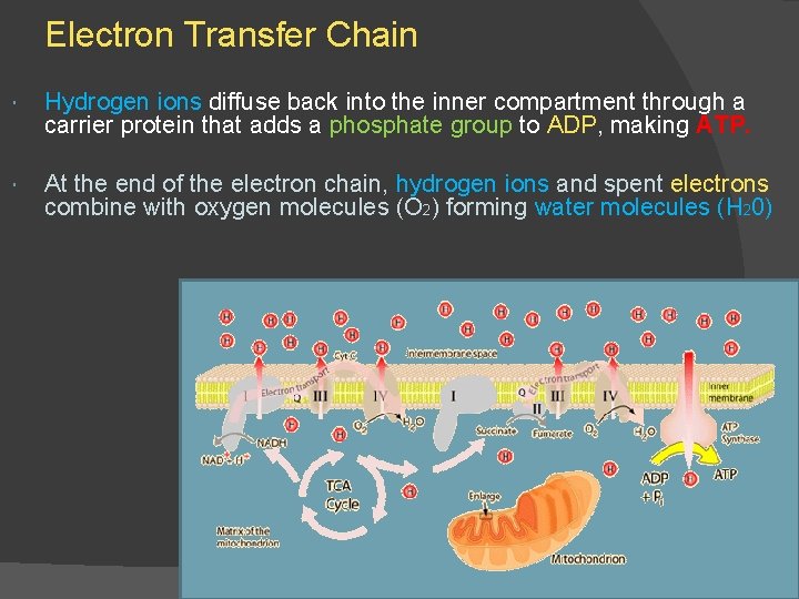 Electron Transfer Chain Hydrogen ions diffuse back into the inner compartment through a carrier