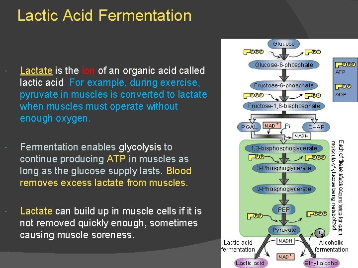 Lactic Acid Fermentation Lactate is the ion of an organic acid called lactic acid.