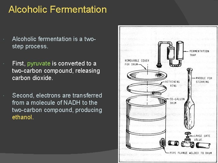 Alcoholic Fermentation Alcoholic fermentation is a twostep process. First, pyruvate is converted to a