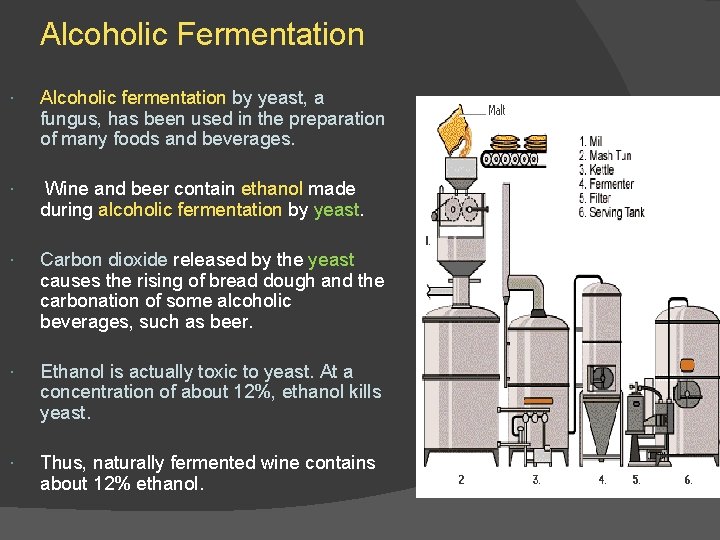 Alcoholic Fermentation Alcoholic fermentation by yeast, a fungus, has been used in the preparation