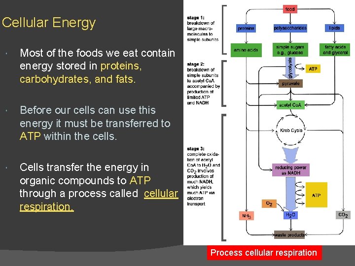 Cellular Energy Most of the foods we eat contain energy stored in proteins, carbohydrates,