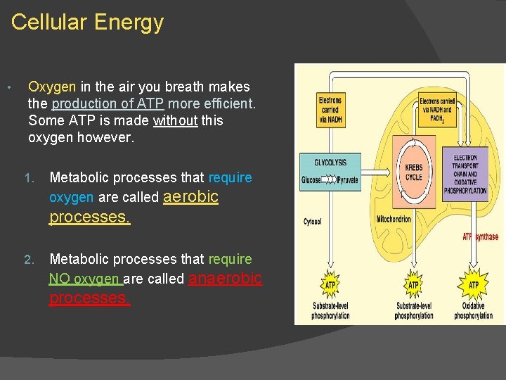 Cellular Energy • Oxygen in the air you breath makes the production of ATP