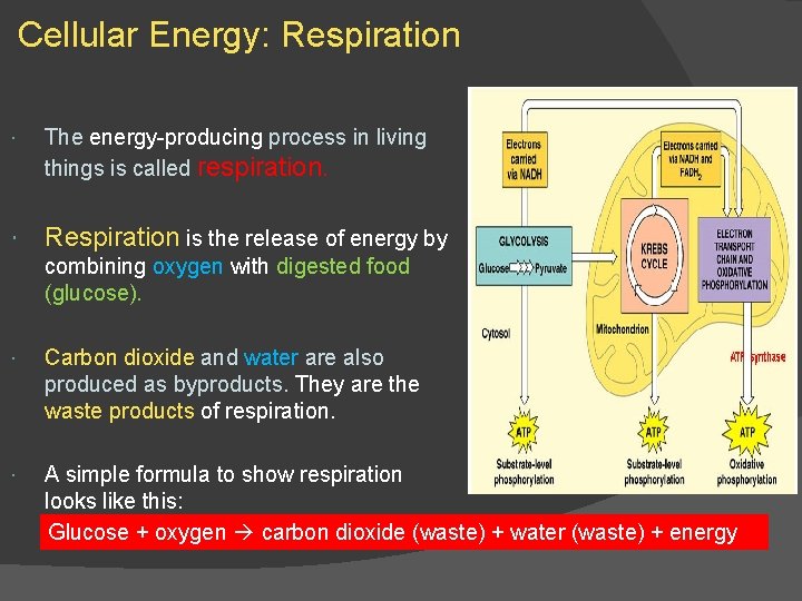Cellular Energy: Respiration The energy-producing process in living things is called respiration. Respiration is