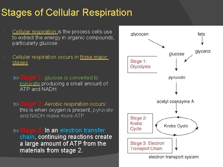 Stages of Cellular Respiration Cellular respiration is the process cells use to extract the