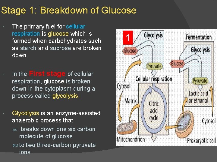 Stage 1: Breakdown of Glucose The primary fuel for cellular respiration is glucose which