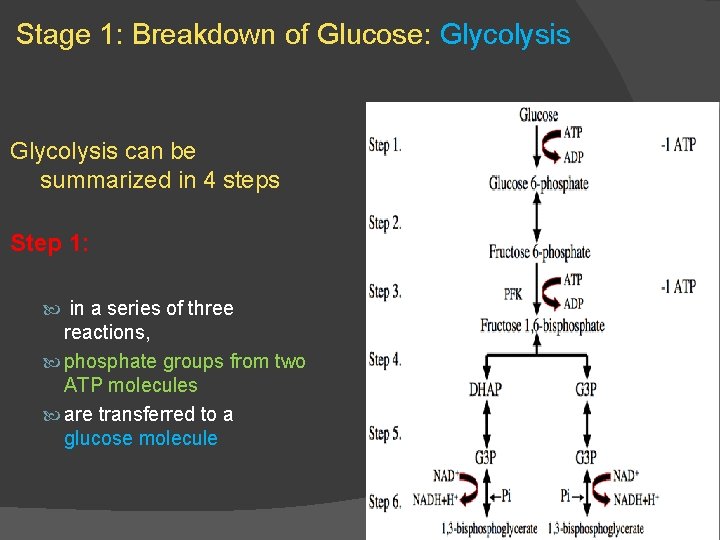 Stage 1: Breakdown of Glucose: Glycolysis can be summarized in 4 steps Step 1: