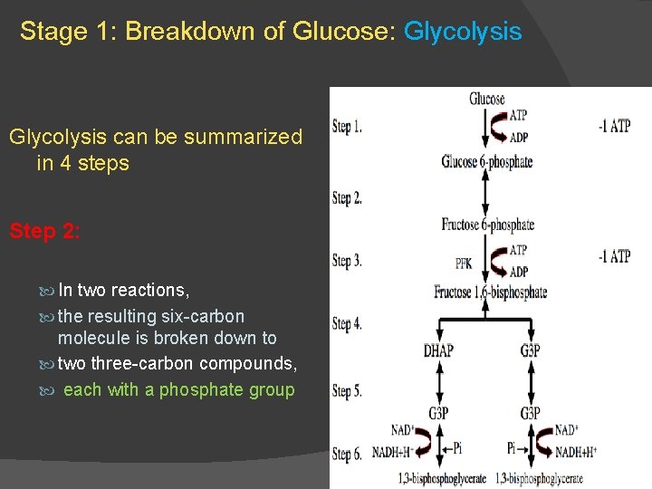 Stage 1: Breakdown of Glucose: Glycolysis can be summarized in 4 steps Step 2: