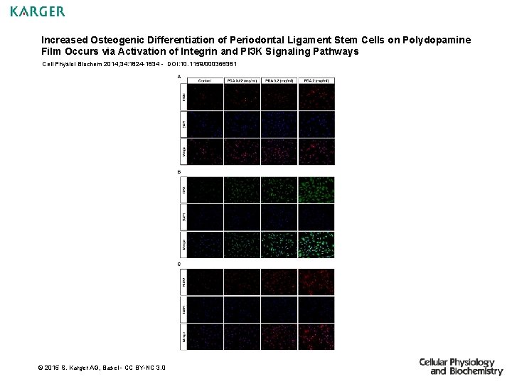 Increased Osteogenic Differentiation of Periodontal Ligament Stem Cells on Polydopamine Film Occurs via Activation