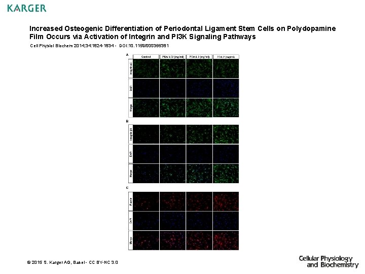 Increased Osteogenic Differentiation of Periodontal Ligament Stem Cells on Polydopamine Film Occurs via Activation