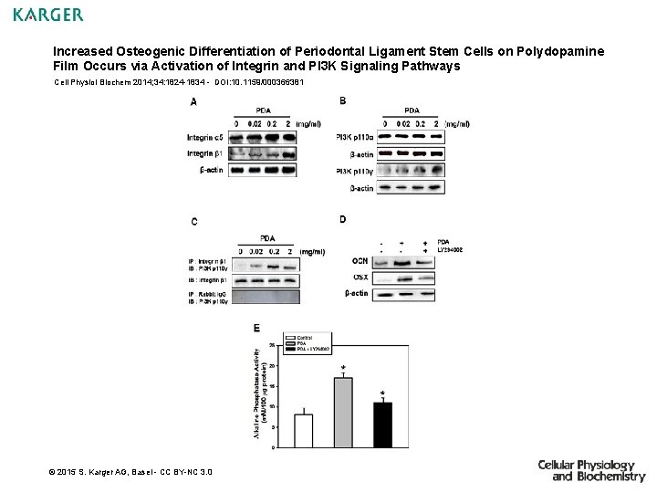 Increased Osteogenic Differentiation of Periodontal Ligament Stem Cells on Polydopamine Film Occurs via Activation