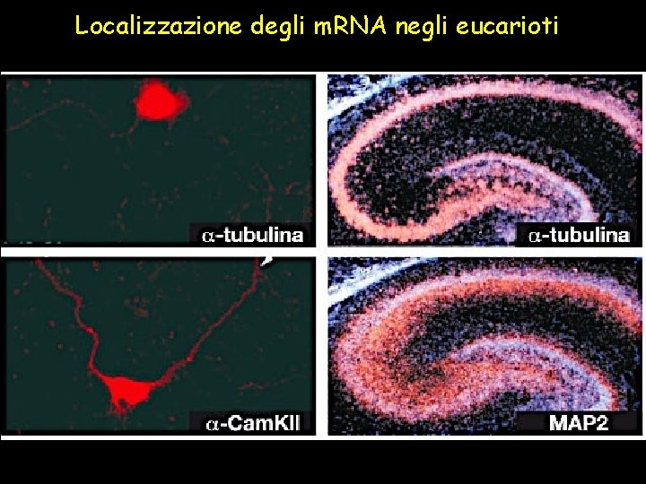 Localizzazione degli m. RNA negli eucarioti 